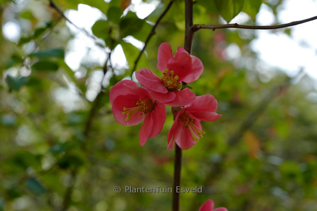 Chaenomeles superba 'Pink Lady'