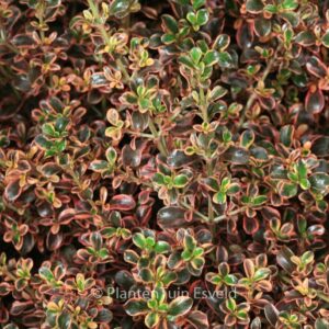 Coprosma 'Fire Burst'