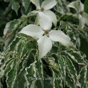Cornus kousa 'Wolf's Eye'