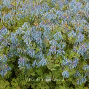 Corydalis 'Craigton Blue'