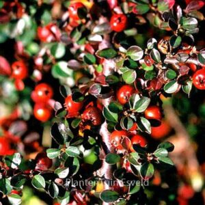 Cotoneaster nanshan 'Boer'