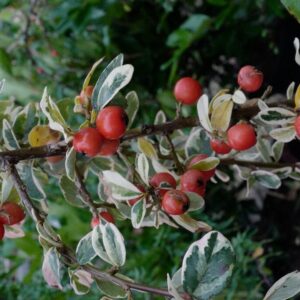 Cotoneaster suecicus 'Juliette'