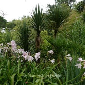 Crinum powellii