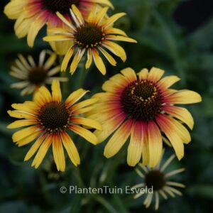 Echinacea purpurea 'Parrot'