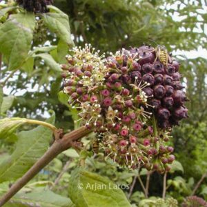 Eleutherococcus henryi