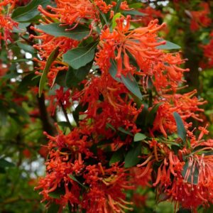 Embothrium coccineum