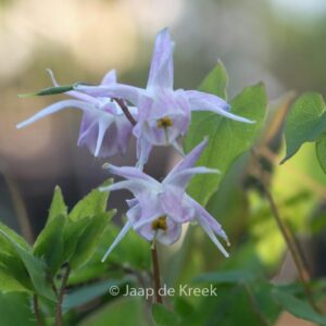 Epimedium grandiflorum 'Akebono'
