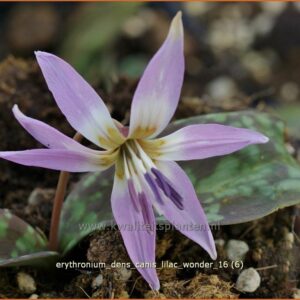 Erythronium dens-canis 'Lilac Wonder'