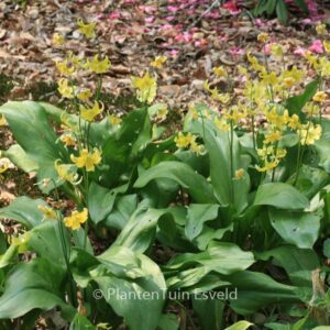Erythronium 'Pagoda'