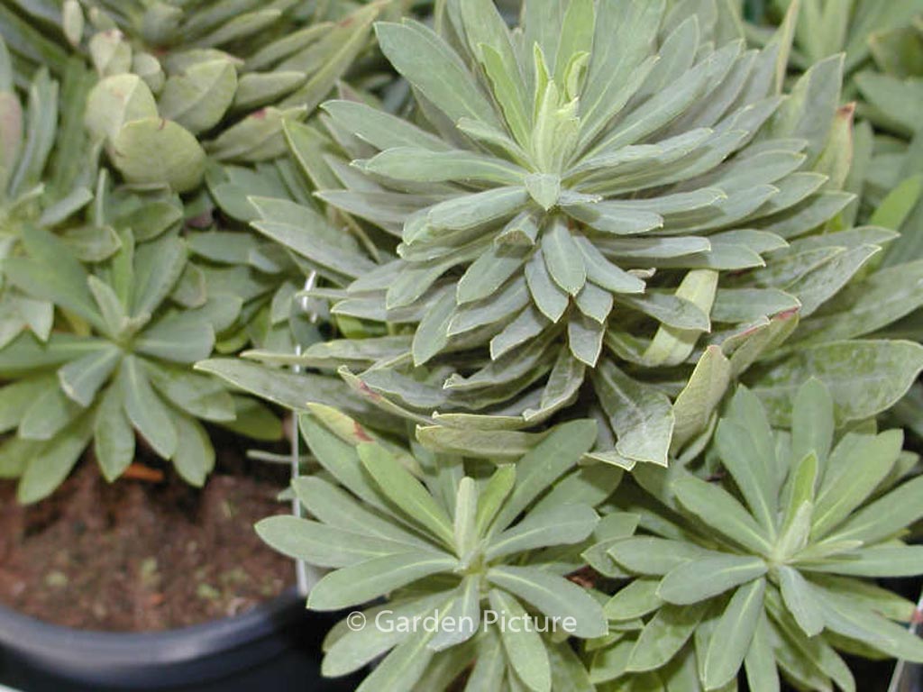 Euphorbia 'Charam' (REDWING)