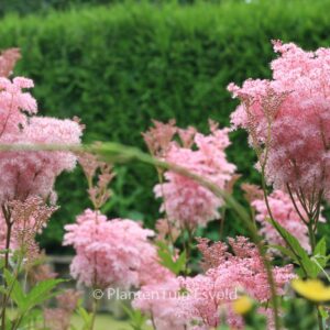 Filipendula rubra 'Venusta'