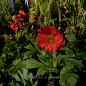 Geum 'Scarlet Tempest'