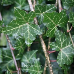 Hedera helix 'Thorndale'