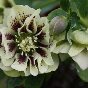 Helleborus orientalis 'Double Ellen Yellow Spotted'