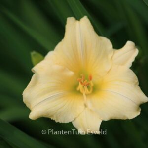 Hemerocallis 'Longfields Pearl'