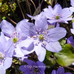 Hepatica nobilis