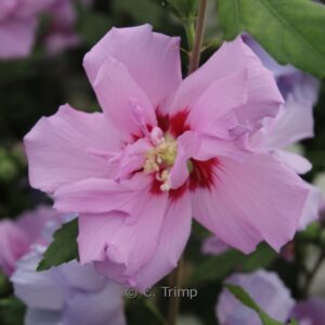 Hibiscus syriacus 'Violet Clair Double'