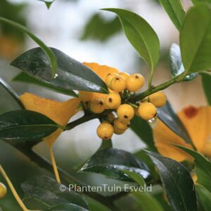 Ilex aquifolium 'Bacciflava'