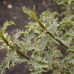 Ilex aquifolium 'Crassifolia'