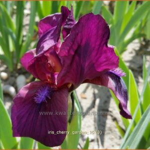 Iris 'Cherry Garden'