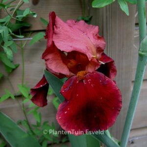 Iris germanica 'Natchez Trace'