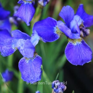 Iris sibirica 'Silver Edge'