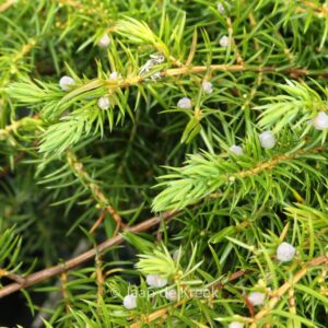 Juniperus conferta 'Schlager'
