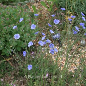 Linum perenne
