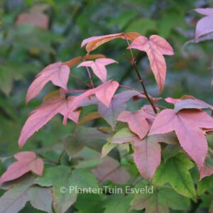 Liquidambar acalycina