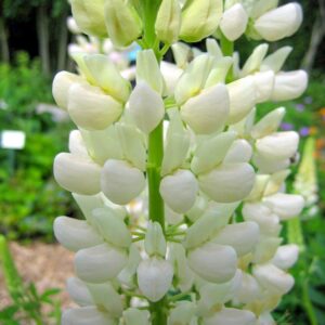 Lupinus 'Noble Maiden'