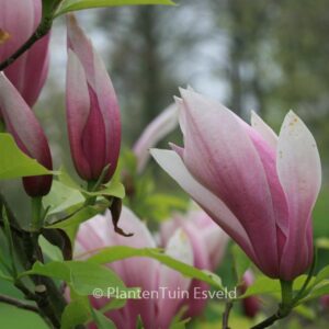 Magnolia 'Sentinel'