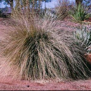 Muhlenbergia rigens