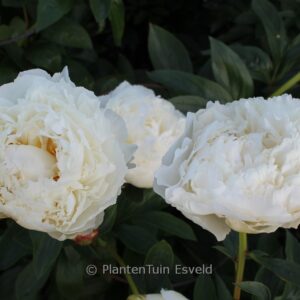 Paeonia 'Marie Lemoine'