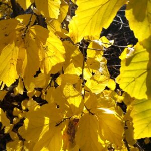 Parrotia persica 'Het Plantsoen'