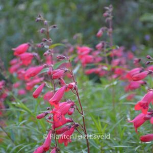 Penstemon 'Andenken an F. Hahn' (GARNET)