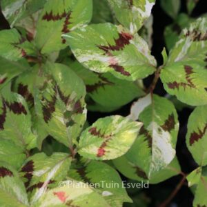 Persicaria filiformis 'Painter's Palet'