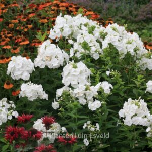 Phlox paniculata 'Rembrandt'