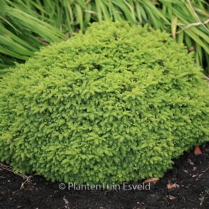 Picea abies 'Little Gem'