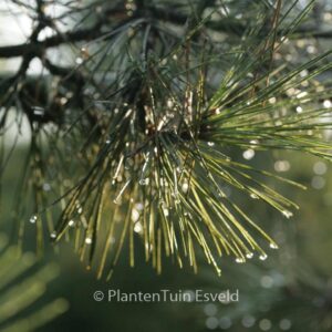 Pinus thunbergii