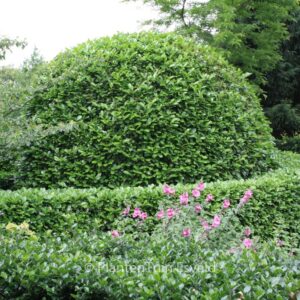 Prunus laurocerasus 'Rotundifolia'