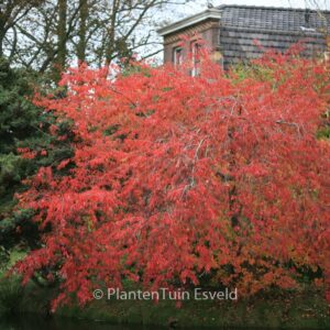 Prunus nipponica 'Felice'