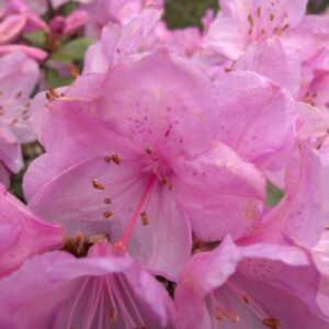 Rhododendron 'Charme La'
