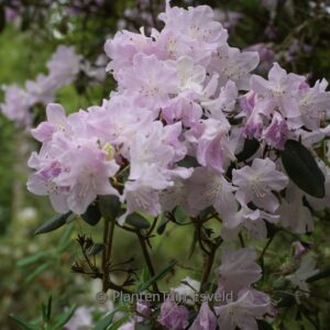Rhododendron 'Princesse Esmeralda'