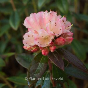 Rhododendron 'Waxbill'