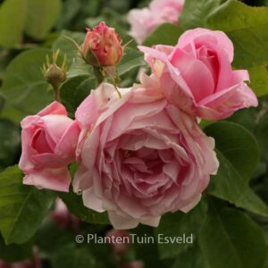 Rosa 'Constance Spry'