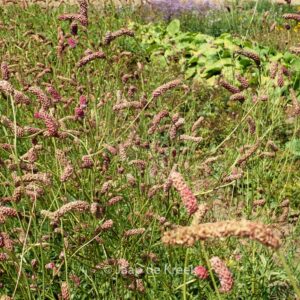 Sanguisorba tenuifolia 'Purpurea'