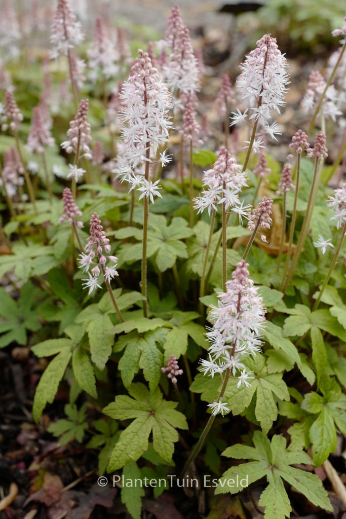 Tiarella 'Spring Symphony'