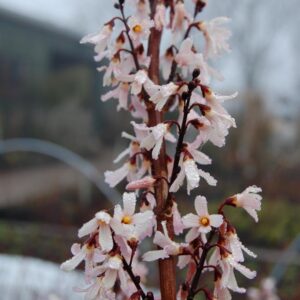 Abeliophyllum distichum 'Roseum'