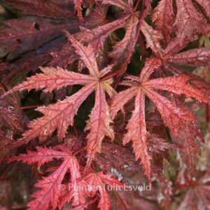 Acer palmatum 'Ariadne'