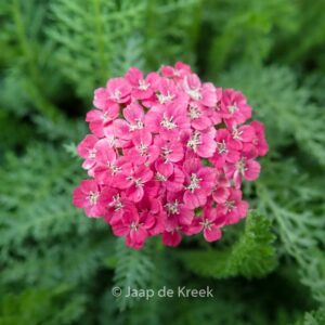 Achillea millefolium 'Saucy Seduction'